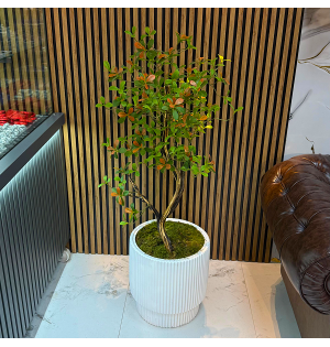 Yapay Ficus Ağacı